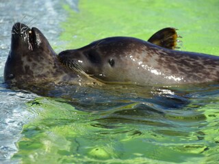 Casa per le vacanze De Koog Ambiente 18