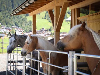 Appartamento per vacanze Au in Vorarlberg Caratteristiche 19