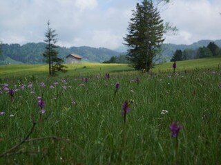 Appartamento per vacanze Andelsbuch Registrazione all'aperto 3