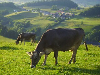 Appartamento per vacanze Andelsbuch Registrazione all'aperto 7