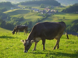 Kühe auf der Weide