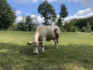 Casa per le vacanze Oberfell Ambiente 37