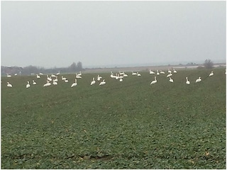 Rast auf der Vogelfluglinie