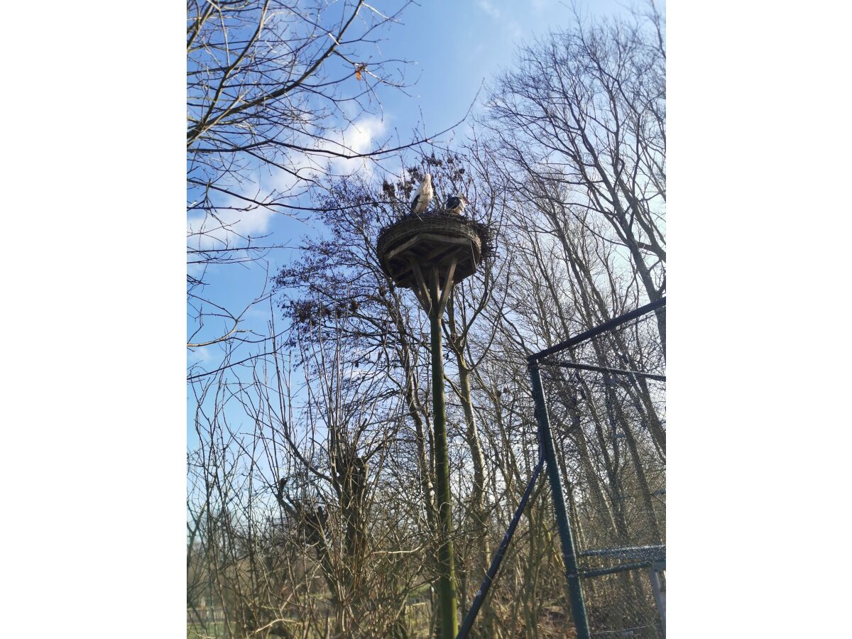 Die Störche im Westküstenpark