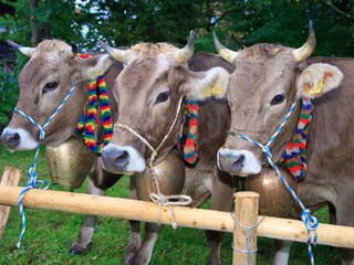 Appartamento per vacanze Pfronten Ambiente 30