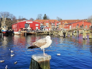 Eckernförder Hafen mit Restaurants, Cafes, Fischkutter