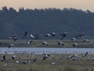 Kranichflug im Oktober