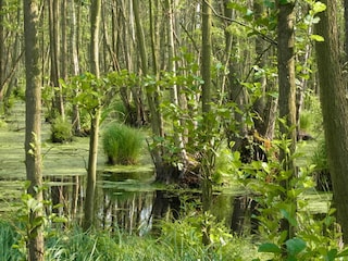 Naturschutzgebiet "Sundische Wiese"