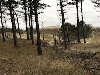 Gastenkamer Hollum Omgeving 18