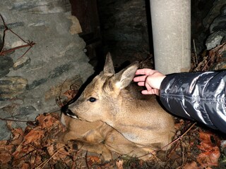 Youg deer under the staires of the house entrance