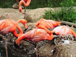 Tierpark Limbach-Oberfrohna