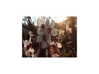 Type de propriété : Chalet Calella  37