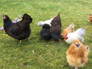 Ferienhaus Winsen (Aller)  36