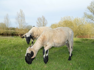 Ferienhaus Winsen (Aller)  37