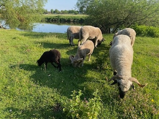 Holiday house Winsen (Aller) Environment 35