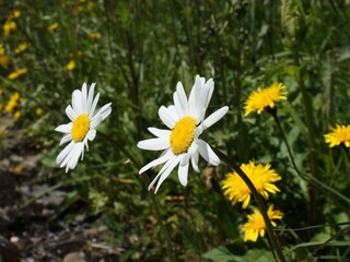 Gänseblumen in voller Pracht