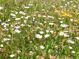 Blumenwiese direkt hinter dem Haus