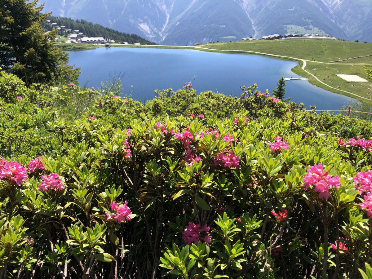 Alpenrosen auf dem Wanderweg beim Bettmersee