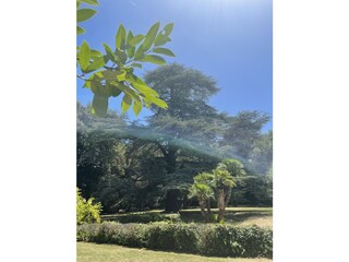 Der Park und die großen Zedern