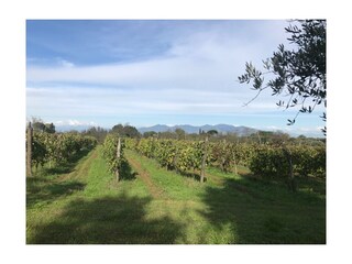 Vakantieappartement Fauglia Omgeving 26