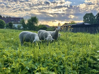 Unsere Schafe