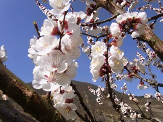 Marillenblüte