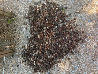 Villa Bergen (Holland) Environnement 40