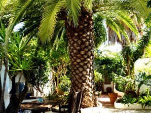 Vakantiehuis Aloé - Oasis-Verde - Cabana's - image1