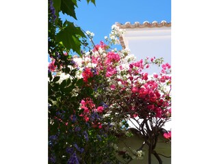 Vakantiehuis Cabanas Buitenaudio-opname 4