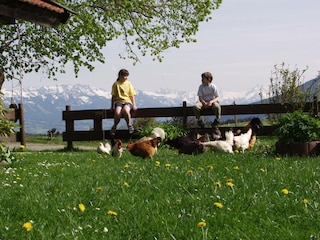 Unsere Hühner, mit herrlicherm Blick auf die Berge.