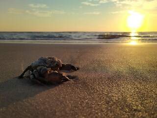 Appartamento per vacanze Callantsoog Registrazione all'aperto 31