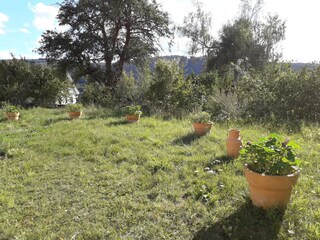 Pflanzentöpfe im Garten