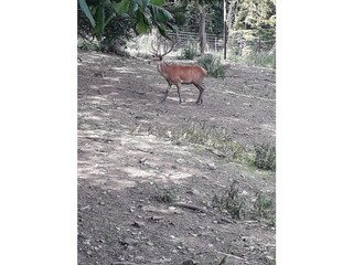 Hirsch im Tierpark Schmidt