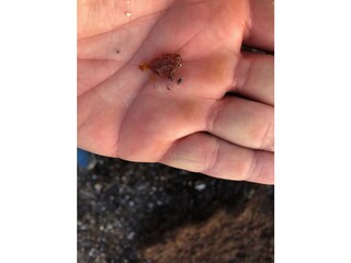 Gold des Meeres - Bernsteinfund am Strand