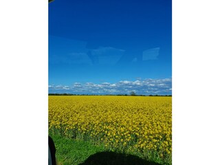 rapeseed field in may