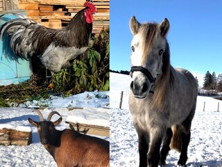 Appartamento per vacanze Bernbeuren Registrazione all'aperto 9