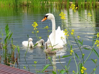 Casa per le vacanze Olburgen Registrazione all'aperto 7