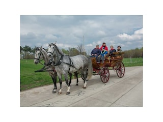 Kutsch- und Planwagenfahrten  / Preis n. Vereinbarung