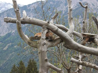 Appartamento per vacanze Dölsach Ambiente 25