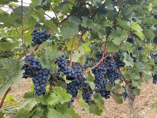 Casa per le vacanze Tauberbischofsheim Ambiente 39