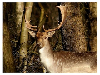 Wald