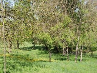 Vakantiehuis Hommert Omgeving 29