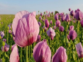 Villa Reinsberg Entorno 32