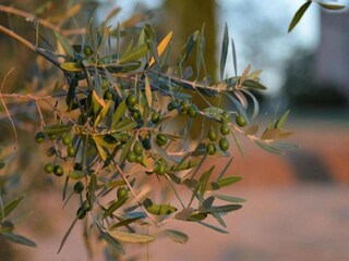 Appartamento Casole d'Elsa Ambiente 34