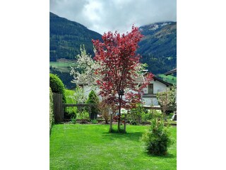 Frühling in der Steindorf-Au