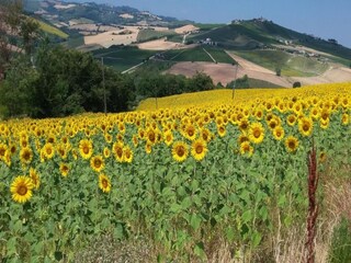 Vakantiehuis Cossignano Omgeving 35