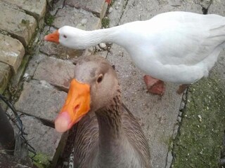 Maison de vacances Cossignano Environnement 29