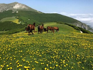 Villa Fratte Rosa Omgeving 28