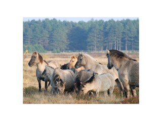 Wildpferde in der Cuxhavener Heide