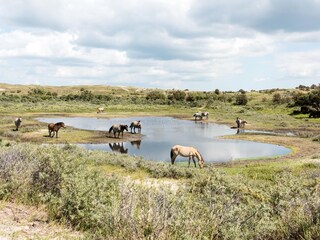 Appartamento per vacanze Egmond aan Zee Ambiente 29